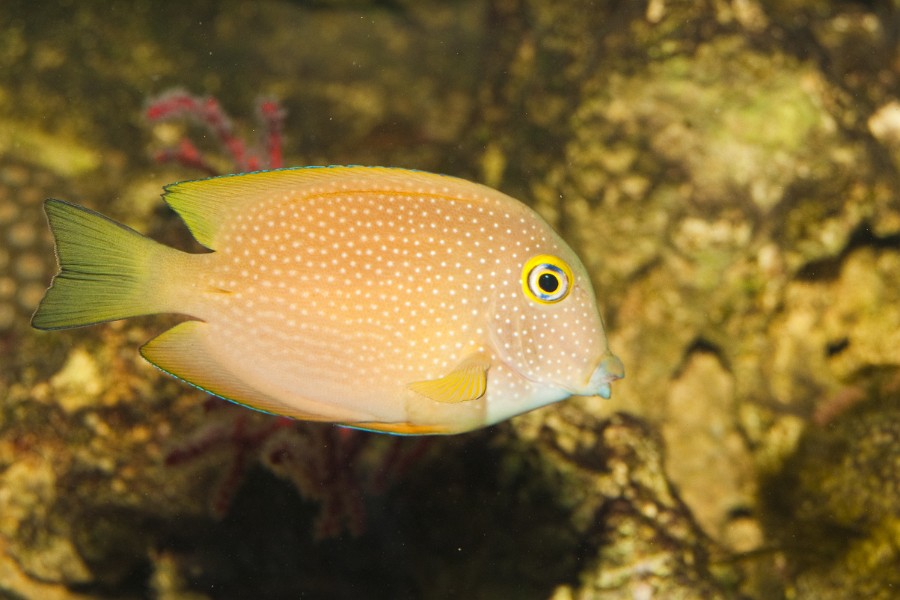 Yellow Tang Fish in Saltwater Aquarium